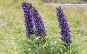 Aconitum napellus