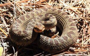 Crotalus triseriatus