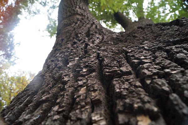 Corteza de árbol: características, composición, funciones