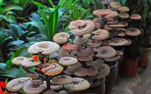 Ganoderma lucidum