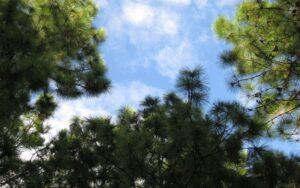 Pinus oocarpa