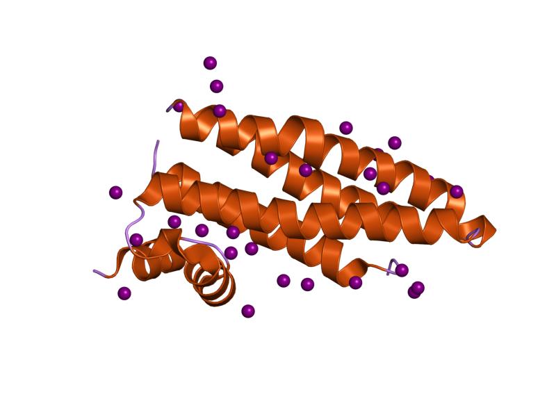 Invertasa características, estructura, funciones