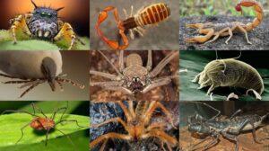 Arácnidos