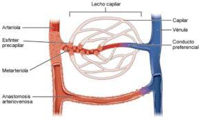 Arteriolas