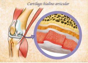 Cartílago hialino