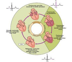 Ciclo cardiaco
