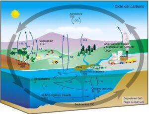 Ciclos biogeoquímicos