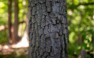 Corteza de árbol