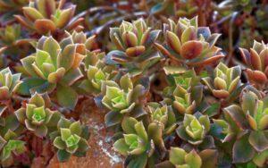 Crasuláceas