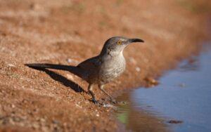 Cuitlacoche piquicurvo