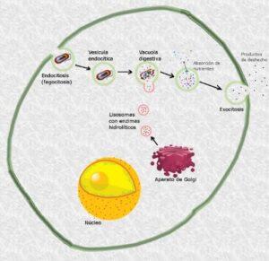 Digestión celular