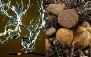 Ectomicorrizas y endomicorrizas