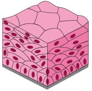 Epitelio plano estratificado
