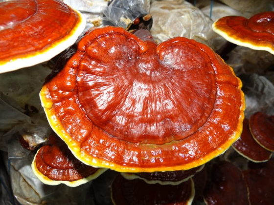 Ganoderma Color Ganoderma: qué es, características, hábitat, usos y especies