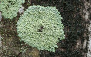 Líquenes