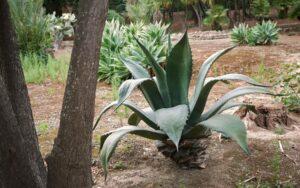 Maguey pulquero