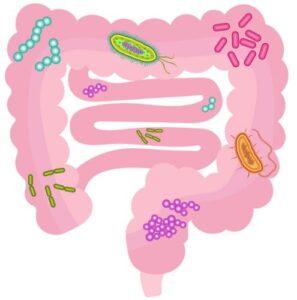 Microbiota