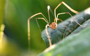 Opiliones
