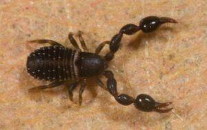 Pseudoescorpiones