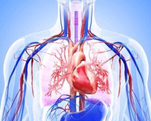 Sistema cardiovascular
