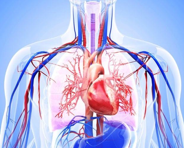 Cardiovascular System