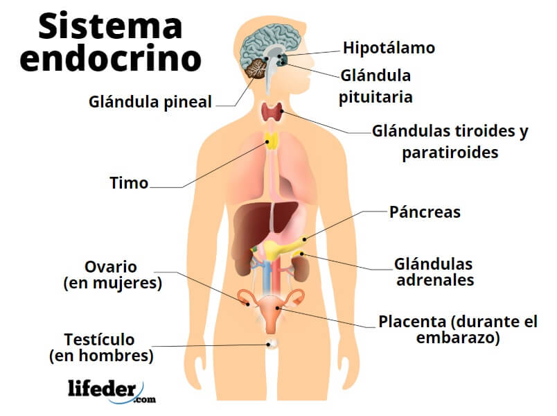 concepto preferible sarcoma Sistema endocrino: funciones, partes, hormonas, enfermedades