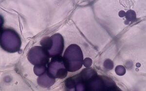 Sustancias ergásticas