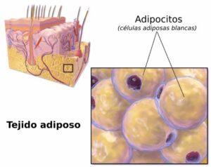 Tejido adiposo blanco