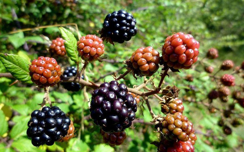 Zarzamora qué es, características, propiedades, cultivo