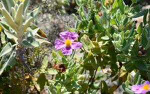Cistus albidus