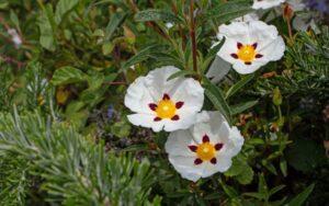 Cistus ladanifer