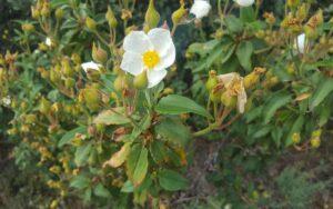 Cistus laurifolius