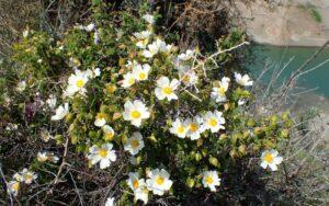 Cistus salviifolius