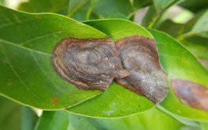 Colletotrichum gloeosporioides