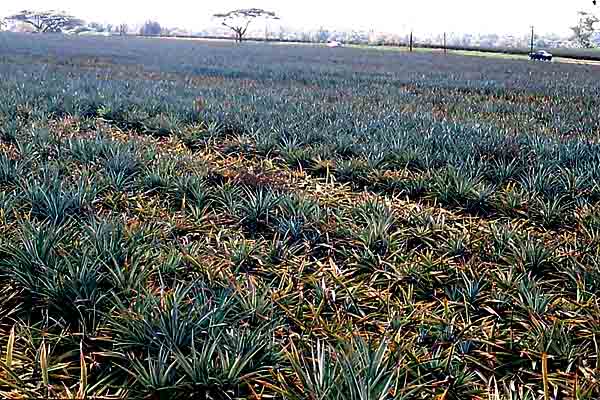 Phytophthora: qué es, características, especies, reproducción