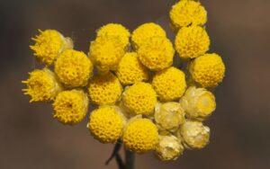 Helichrysum stoechas