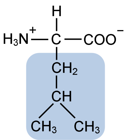 Leucina Caracteristicas Estructura Funciones Biosintesis Lifeder