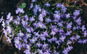 Lobelia