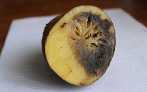 Phytophthora infestans