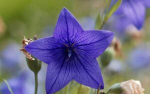 Platycodon grandiflorus