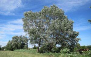 Populus alba