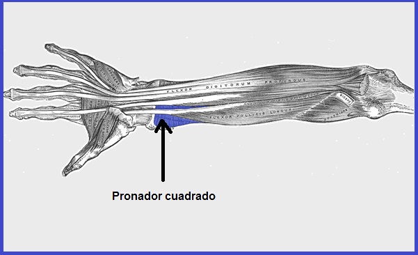 Musculos los wikipedia de enfermedades