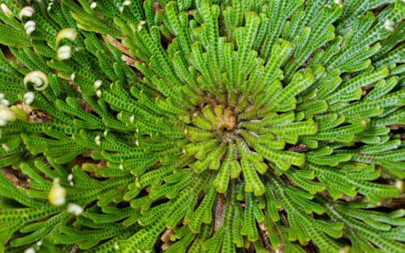 Selaginella lepidophylla qué es, características, hábitat, cuidados, usos
