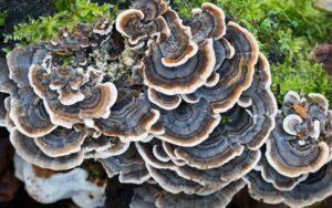 Trametes versicolor