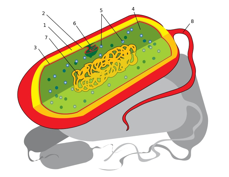 Nucleoide caracter sticas estructura composici n funciones
