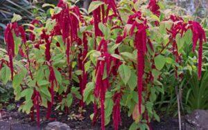 Amaranthus