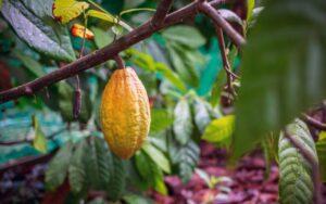 Cacao