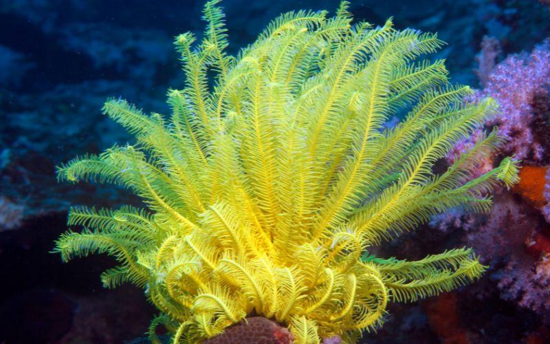 Crinoideos: qué son, características, hábitat, especies