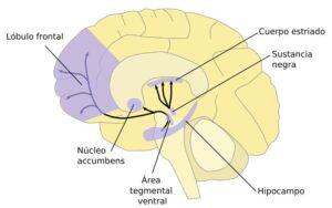 La dopamina en el amor