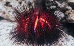 Erizos de mar